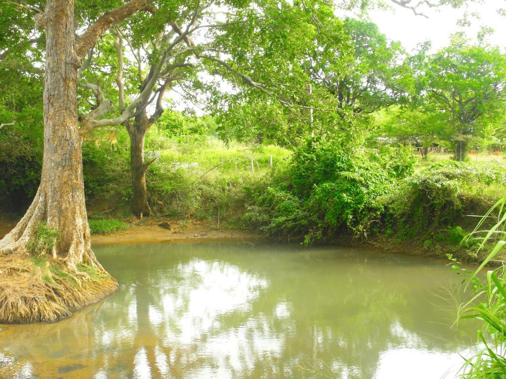 Sigiri Lakshan Home Stay Sigiriya Exterior foto